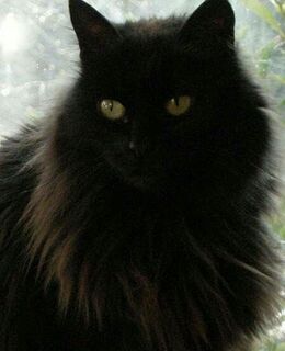 Роман — фото 1