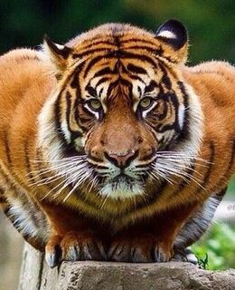 Дмитрий Сунагатуллин